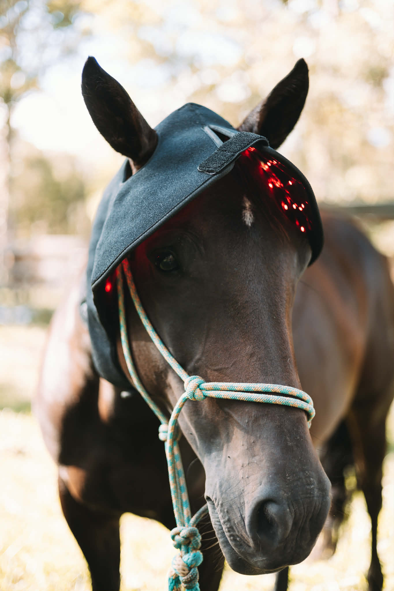 Red Light Therapy Poll Hood