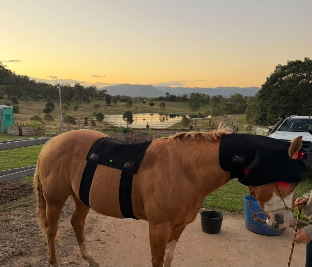 Back Pad